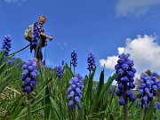 27 Muscari in piena fioritura